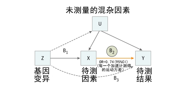 EVO视讯官网基因解码顺利获得孟德尔随机化法研究两个因素之间的关系及作用方向